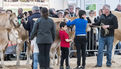 Le festival Agri deiz au parc des expositions à Quimper les 23 et 24 m (4)
