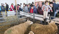 Le festival Agri deiz au parc des expositions à Quimper les 23 et 24 m (7)