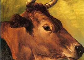 Voodg, Tête de vache
