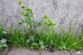 Printemps de la nature : les plantes sauvages de ma rue Le 4 juin 2024