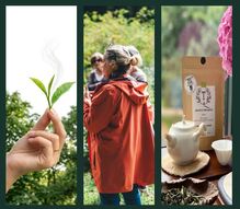 visite plantation de thé - dégustation - théier