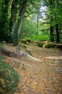 Printemps de la nature : sortie nature au bois de Kerjestin Le 22 mai 2024