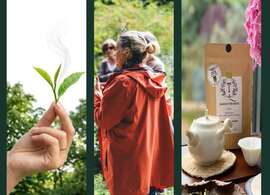 visite plantation de thé - dégustation - théier