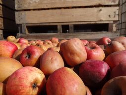 Pommes à cidre