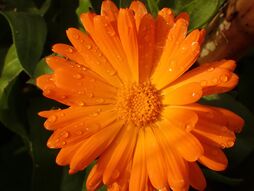 Atelier de découverte des plantes sauvages et médicinales.