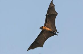 Exposition «Des chauves-souris et des hommes»