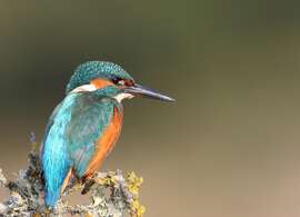 Martin-pêcheur au bord du Jet