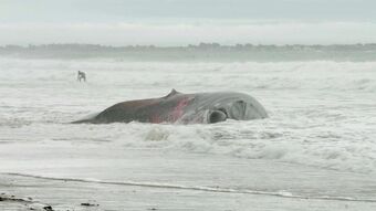 Le feu de la baleine, Jérémie Brugidou et Fabien Clouette