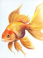 poisson
