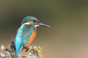 Martin-pêcheur au bord du Jet