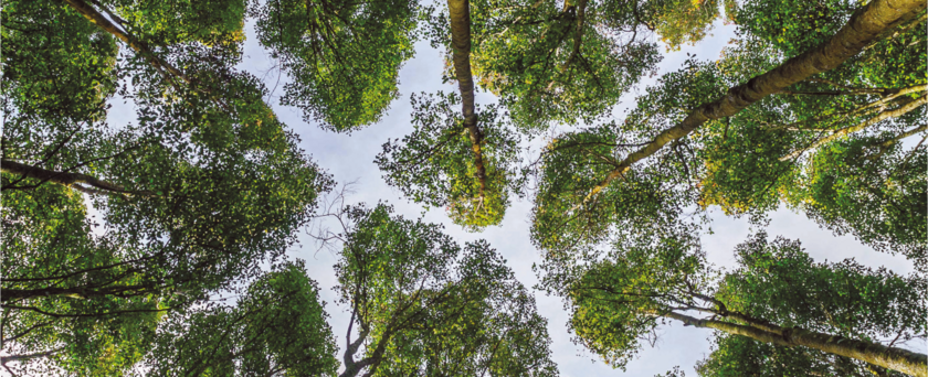 50 nuances de vert : quand les arbres ont la cote