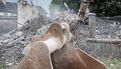 Deconstruction du chateau d eau de Ty Rouz (23)