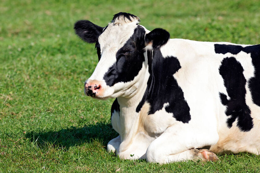 Transmission des exploitations agricoles : Quimper Bretagne Occidentale et la Chambre d’agriculture de Bretagne s’engagent