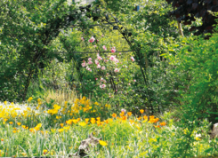 Le printemps de la nature : Du 20 mars au 21 juin 2025