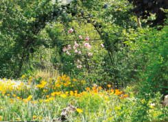 Le Printemps de la Nature : du 20 mars au 20 juin 2024