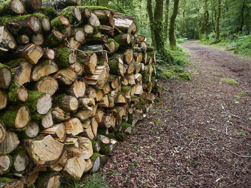 Filière forêt-bois : Un programme d’actions partenariales 2024-2025