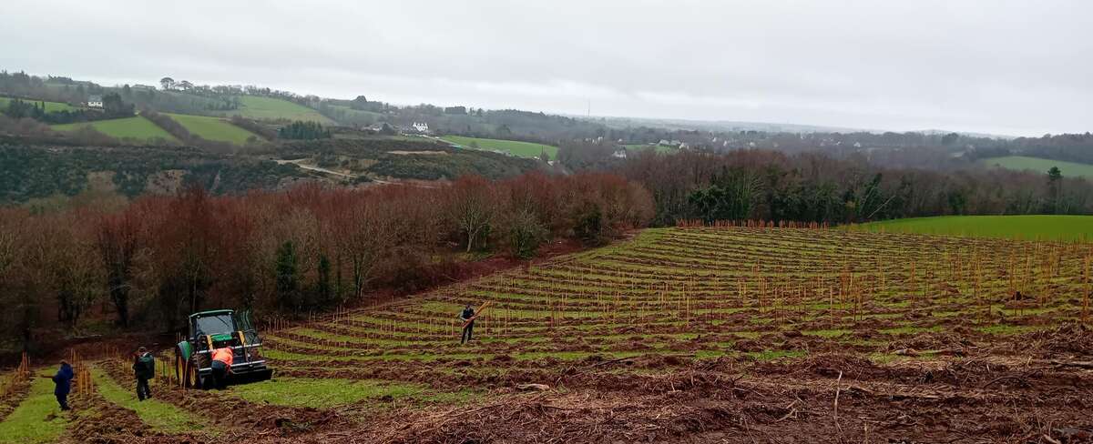 Boisement à Plonéis - les arbres au service de la protection de l’eau