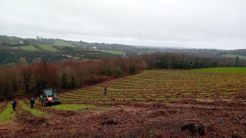 Boisement à Plonéis - les arbres au service de la protection de l’eau