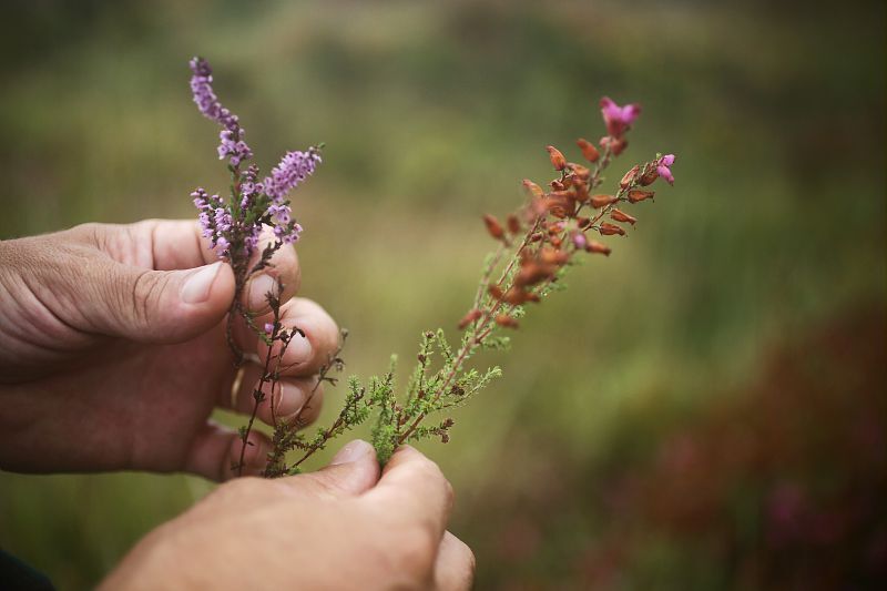 La semaine du soin des cultures par les plantes